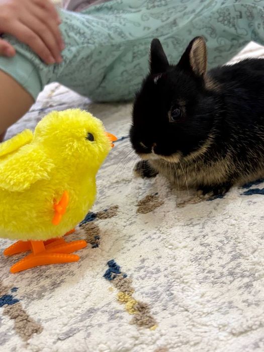 Декаративный кролик