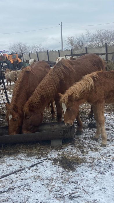 Продам кабылку шести летка