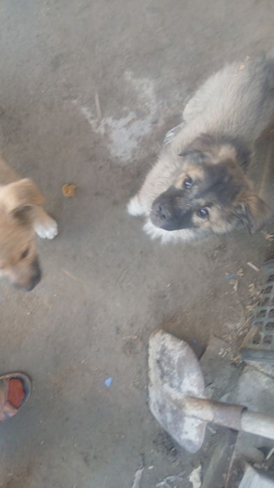 Собаки в добрые руки