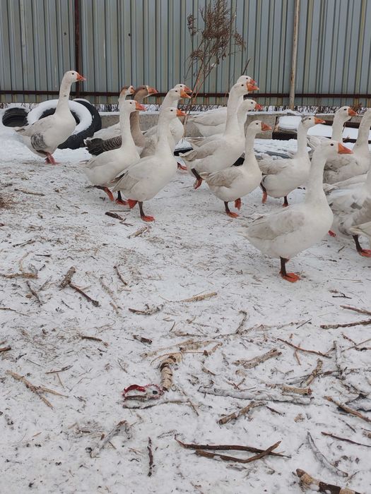 Продаю домашних гусей мясом 3500 кг