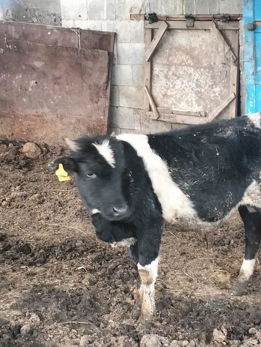 Сельхозживотное бычок