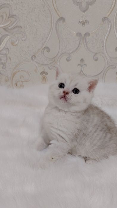 Шадланиский фолди ва страйтлар