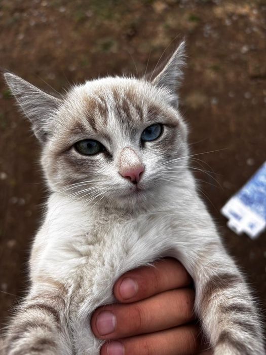 Кошка домашняя..