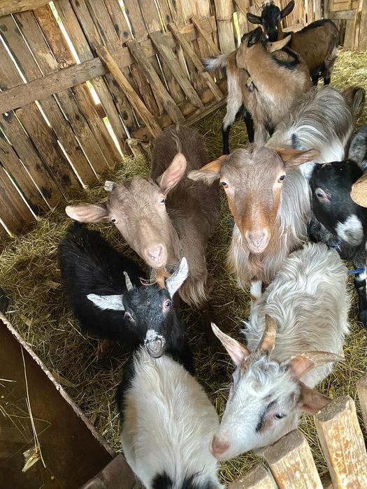 Vand Capre tinut inauntru