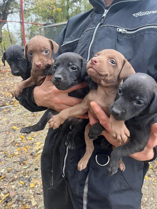 Femelute paterdale terrier