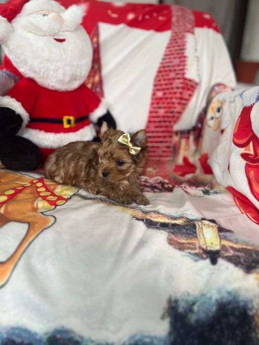 Yorkshire terrier Gold