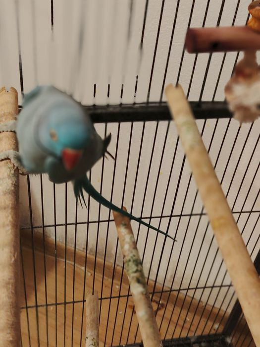 Vând papagal micul Alexandru albastru