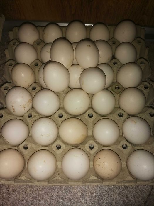 Продавам оплодени яйца от Кемани