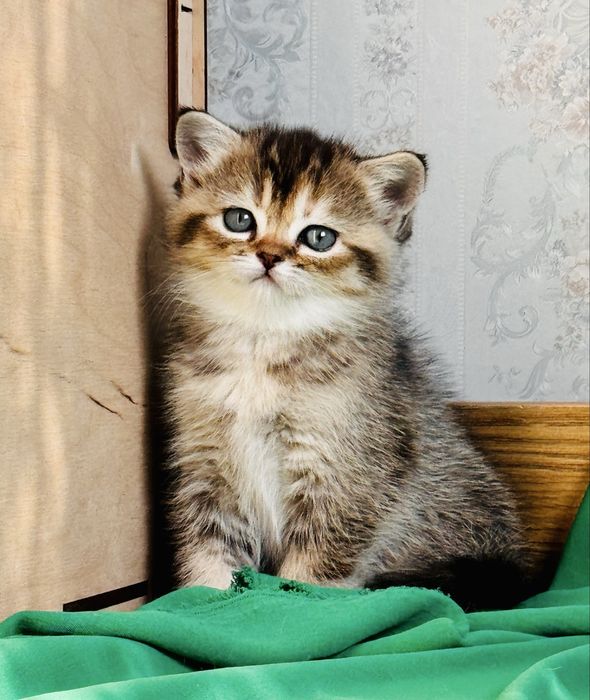 Британка.Девочка