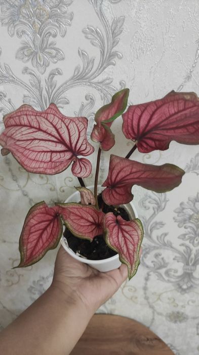 Комнатные растения. Цветы