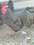 Cocos Australorp