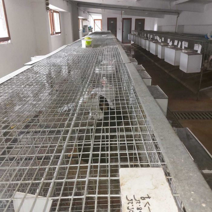 Продажба на зайци