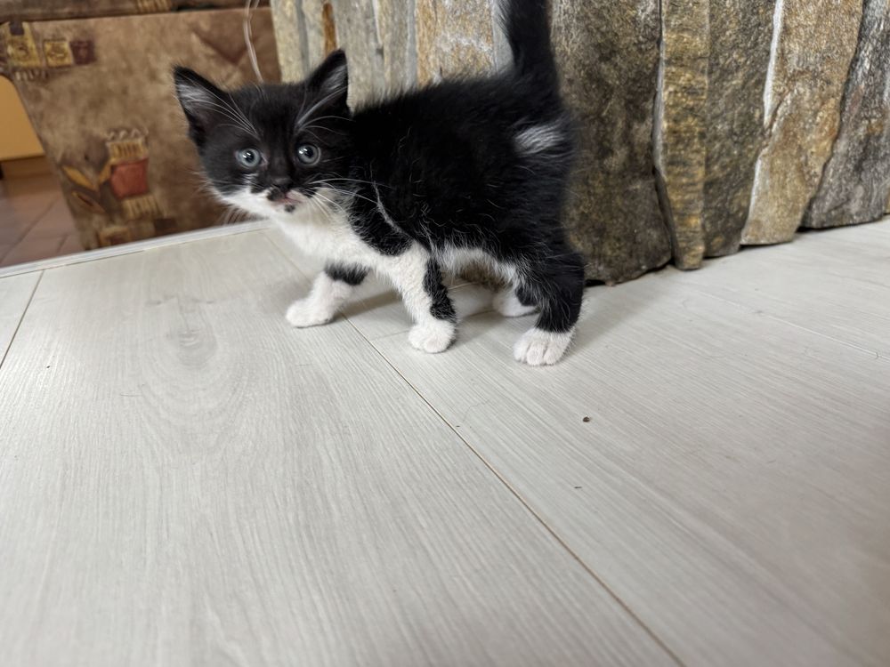 Подарявам котета