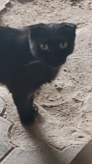 Кошка шатландка умница красавица