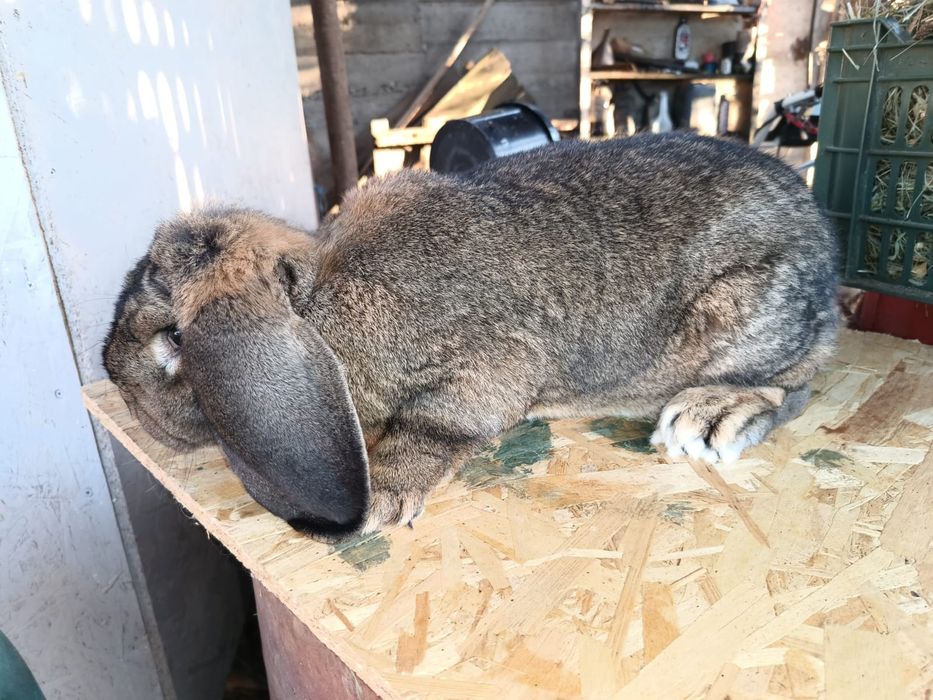 Iepuri berbec german