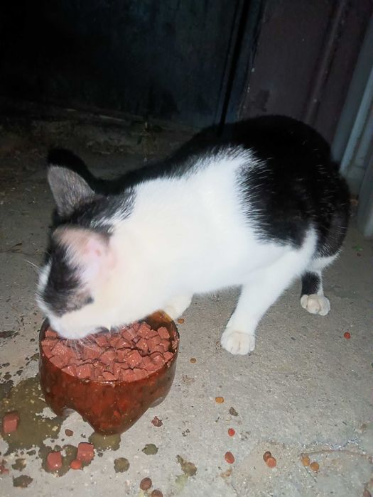 Подарявам котарак