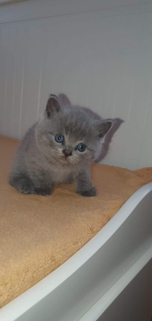 British shorthair