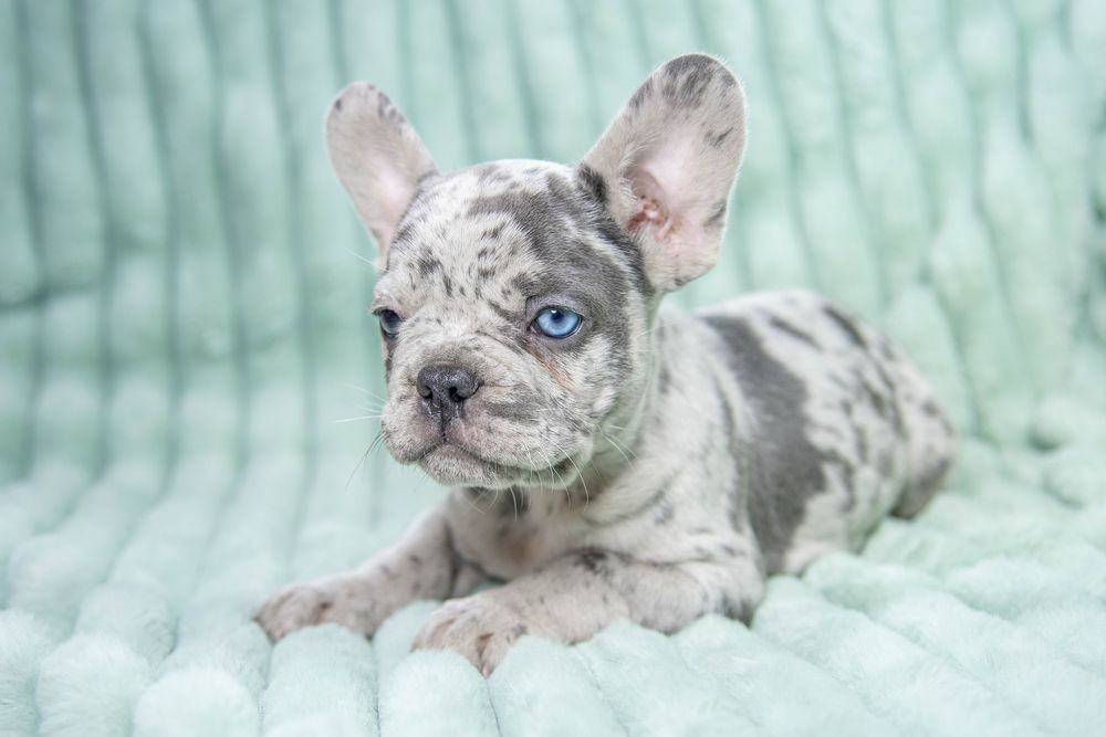 Bulldog francez blue merle