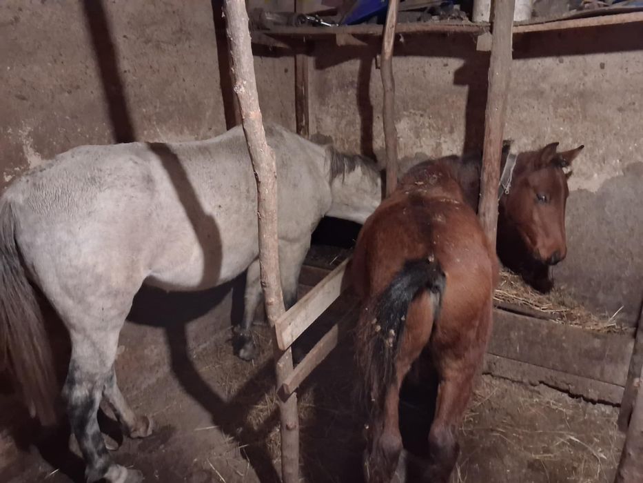 Кобила с конче к