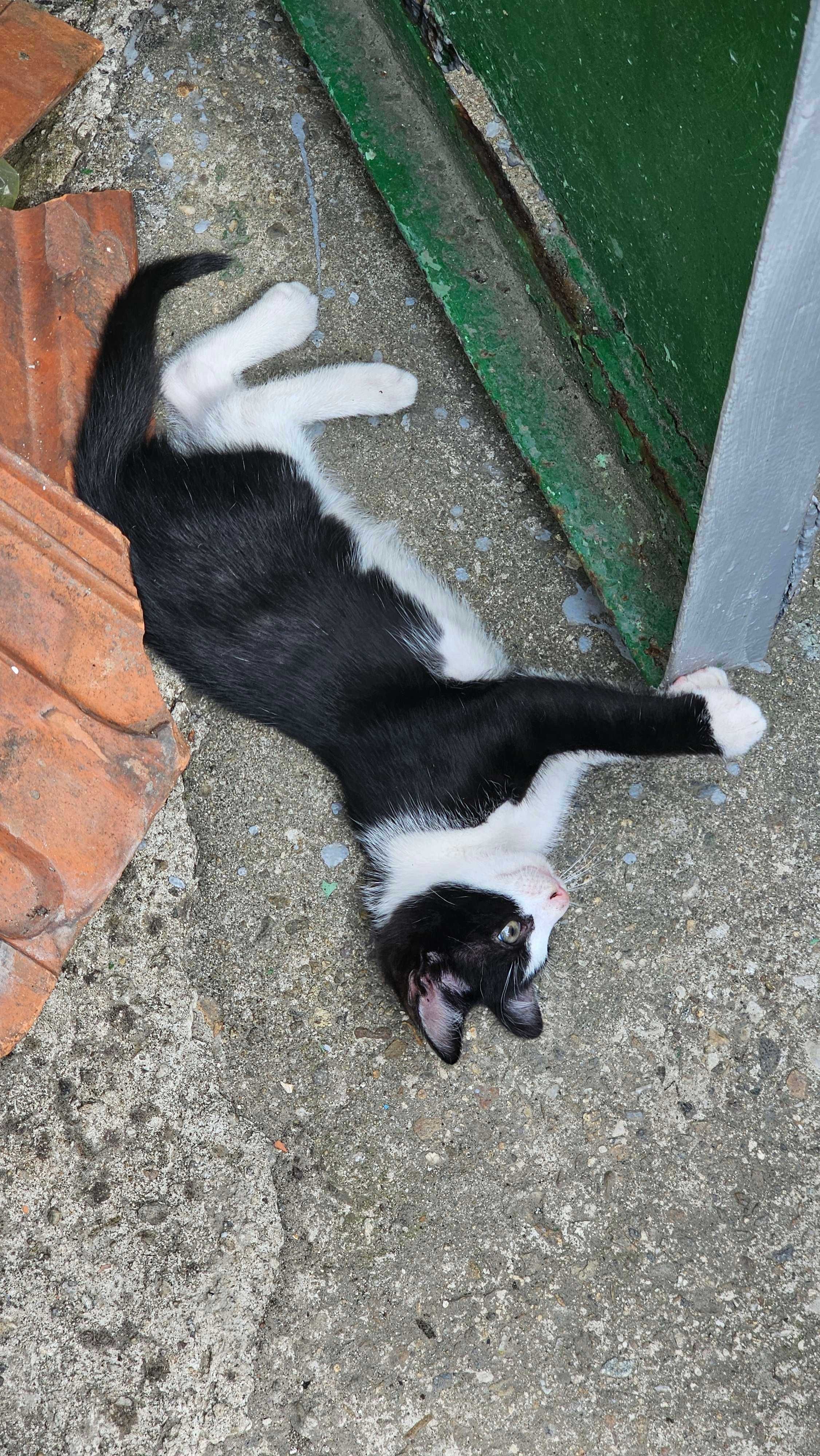 Se dau spre adoptie 2 pisicuti de 2 luni