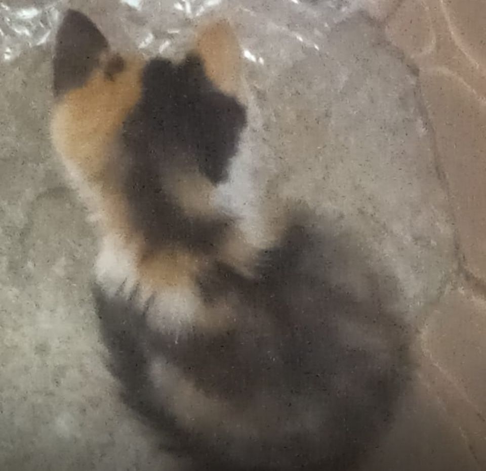 Котенок девочка ищет дом