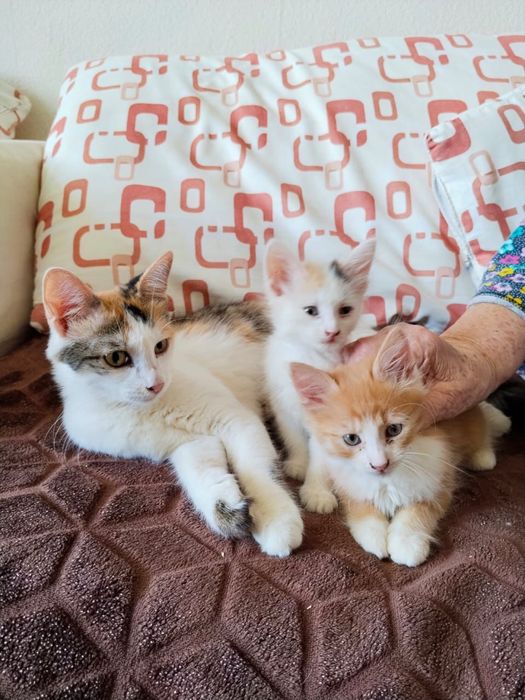 Котята в добрые руки