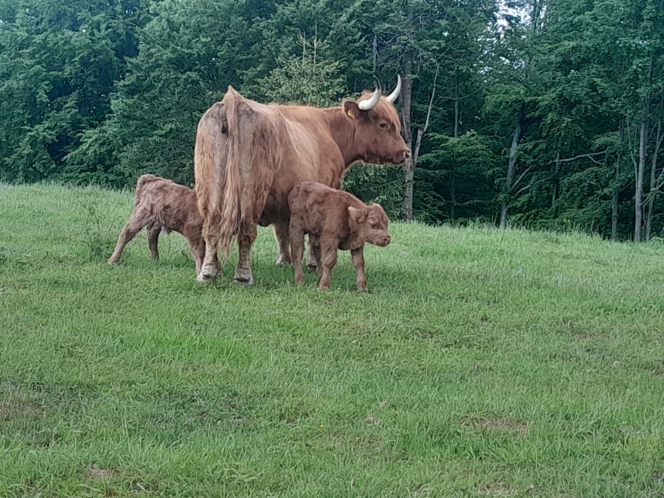 Vând Vaci de rasă Higland .
