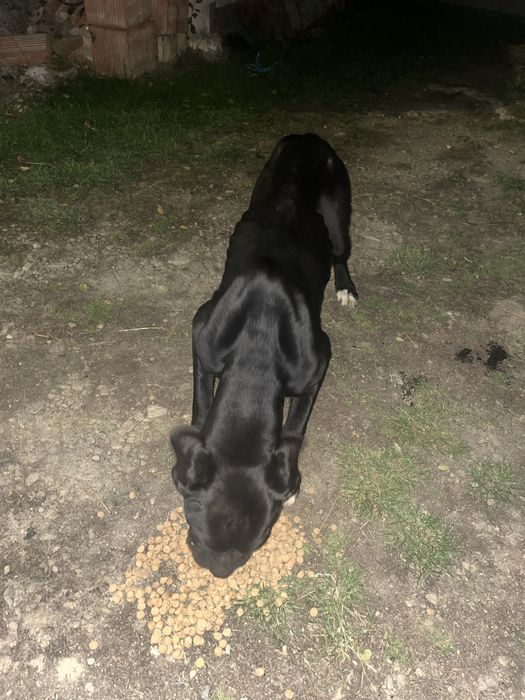 Dau spre adopție caine