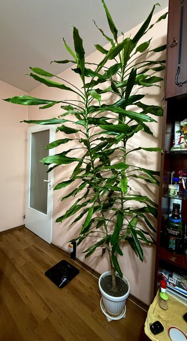 Палма - Драцена