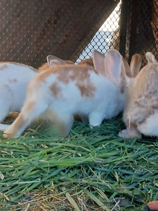 Iepuri tineri și adulți