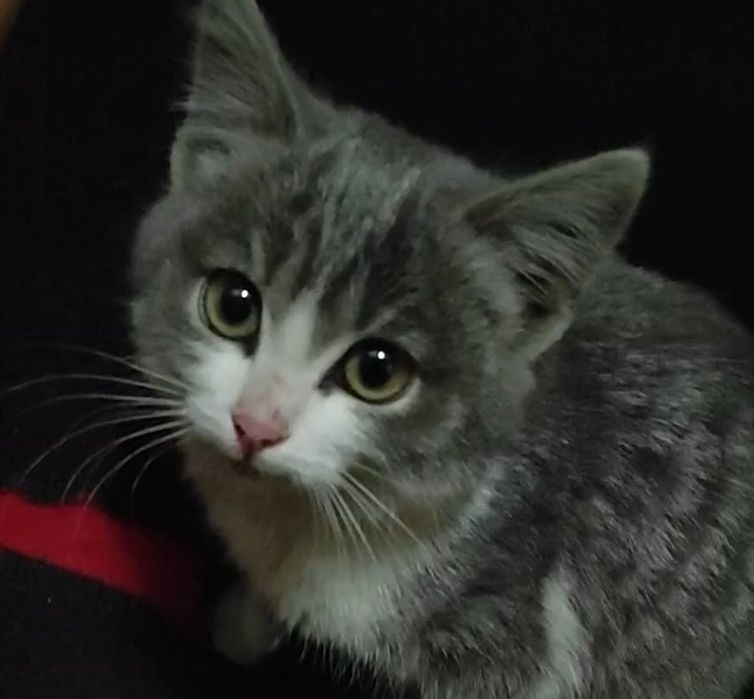 Вот такая девочка ищет дом