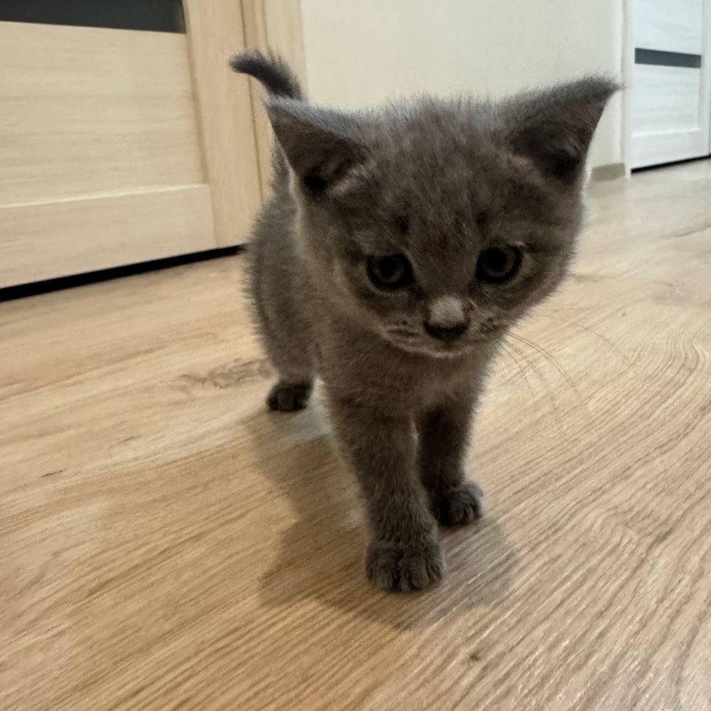 Продаются котята скоттиш страйт
