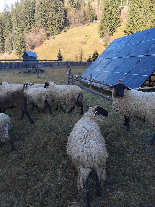 Oi suffolk tineret gestante si un berbec