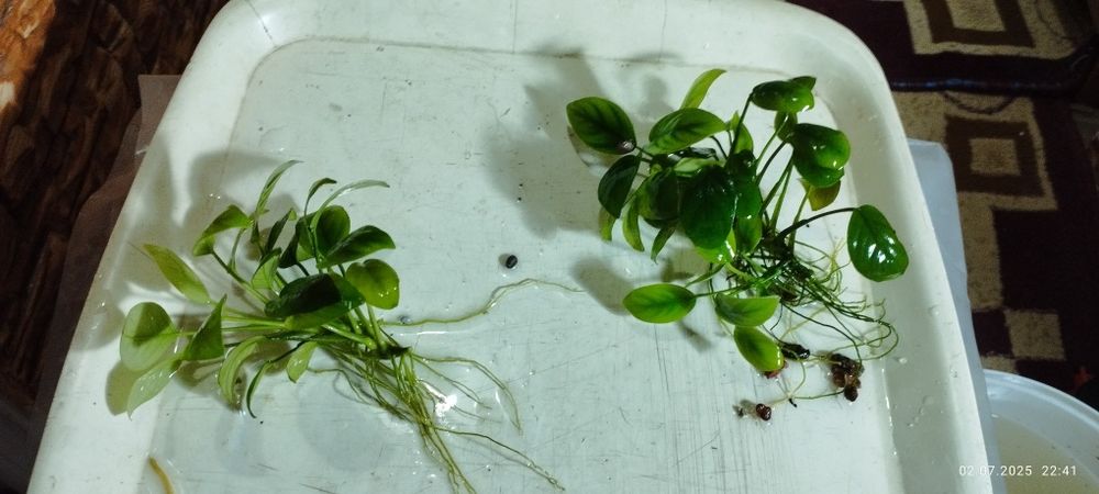 Анубиас Нана кустики