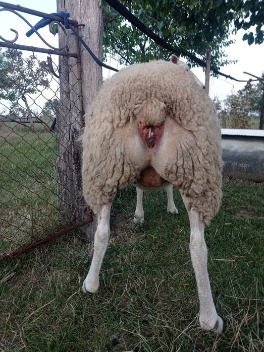 Vând oaie și berbec texel