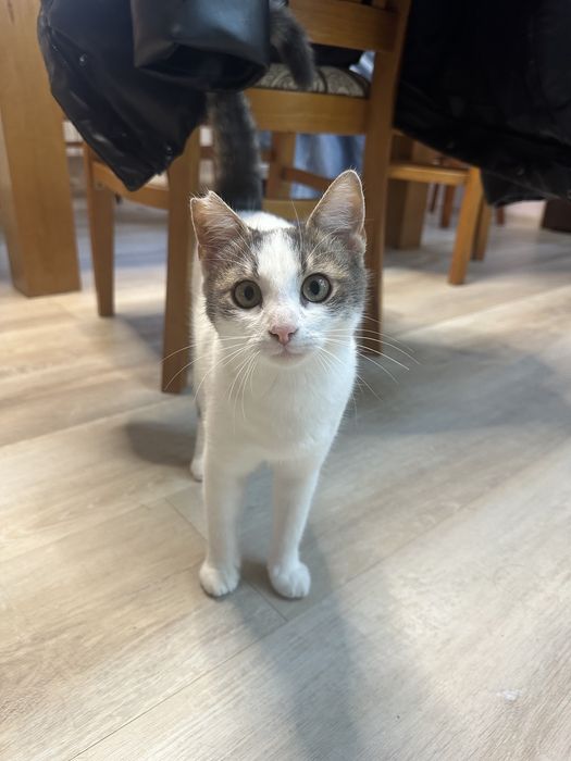 2 котета спешно търсят дом