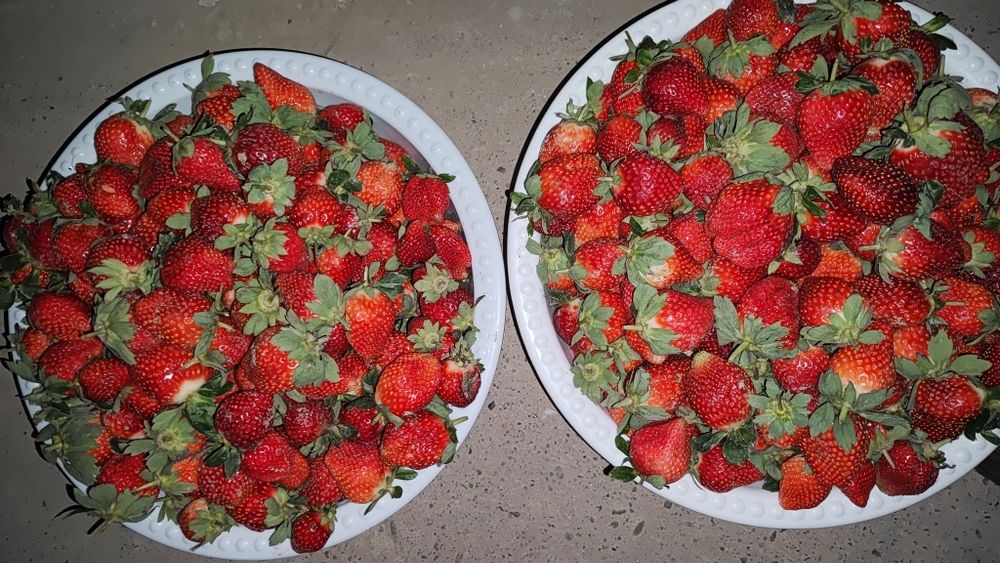 Qulupnay charli kareyski bor 24/7