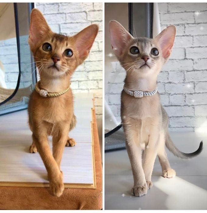 Абиссинские чистокровные котята