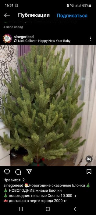 Елки новогодние живые Астана
