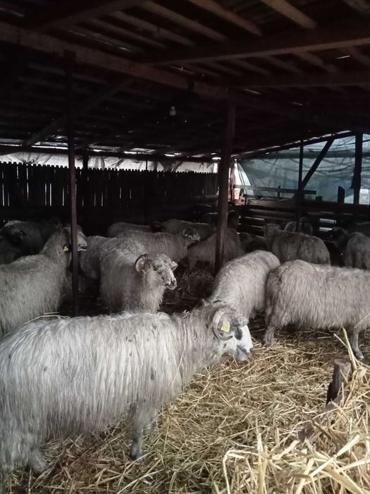 Vând oi reforma gestante