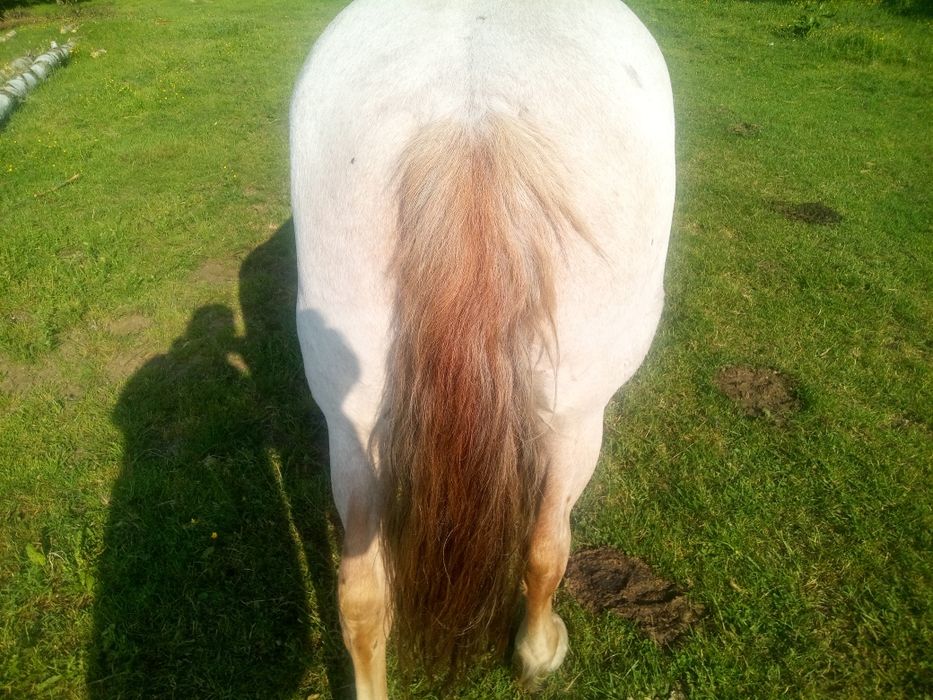 Cal de vânzare învățat la toate muncile agricole