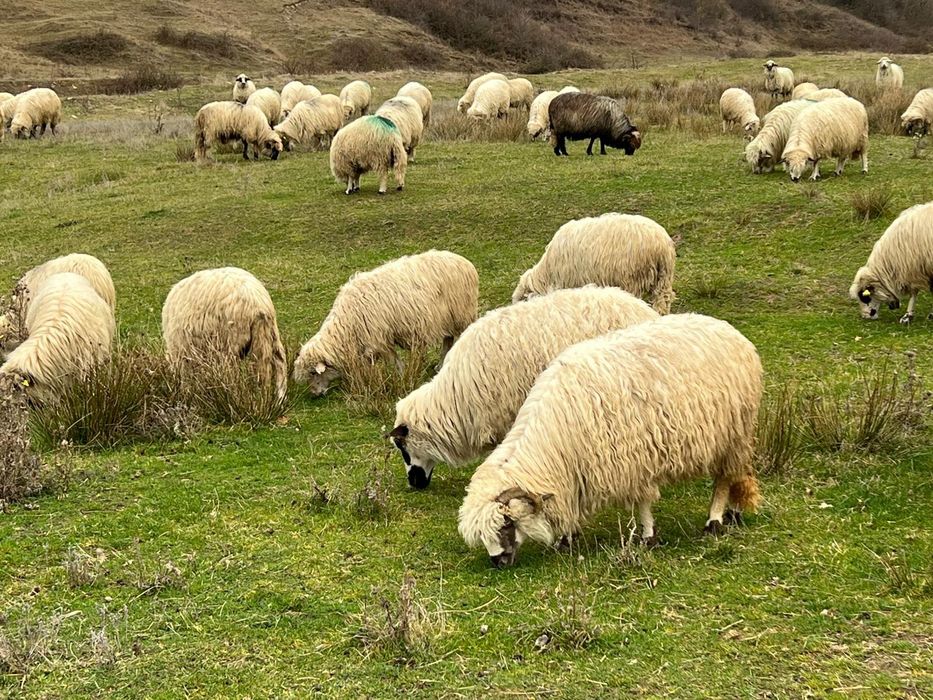 Vând oi tinere sau schimb cu vaci