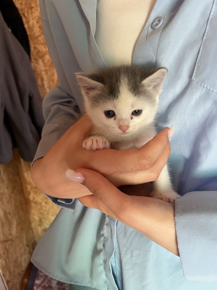 Отдам двух котят бесплатно