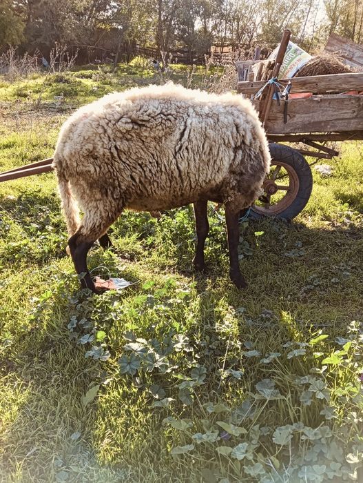 Berbec rasa carabașă