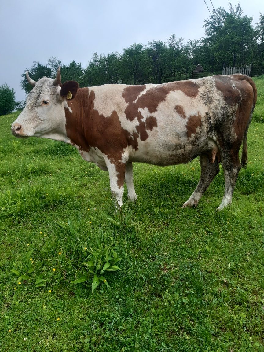 Vând vacă gestație în 9 luni