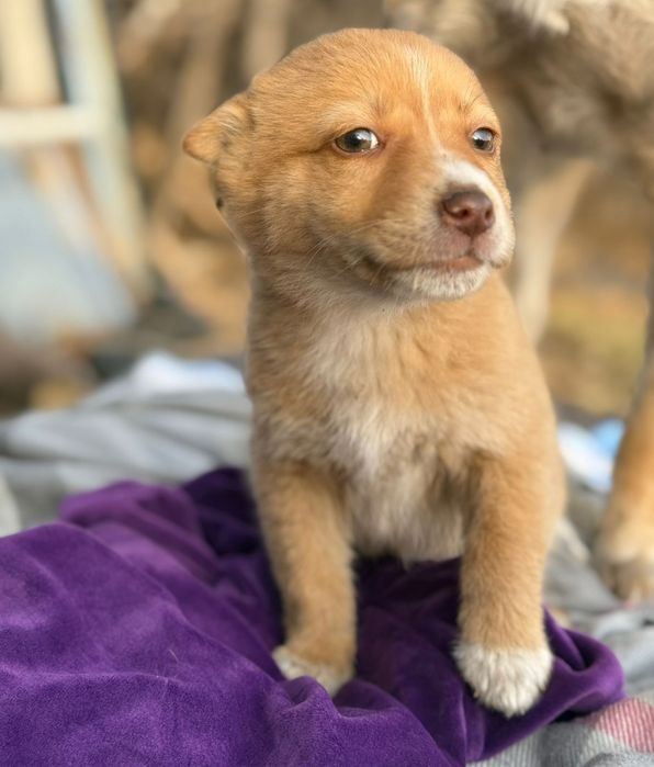 Отдам щенков в добрые руки