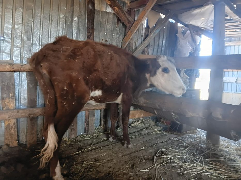 Бойдак сиыр сатылады