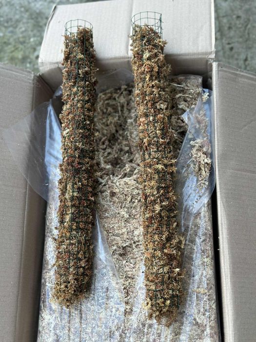 Turn moss premium chile
