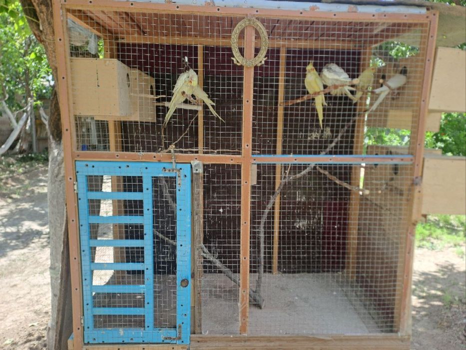 Papugay sotiladi turishi 13000