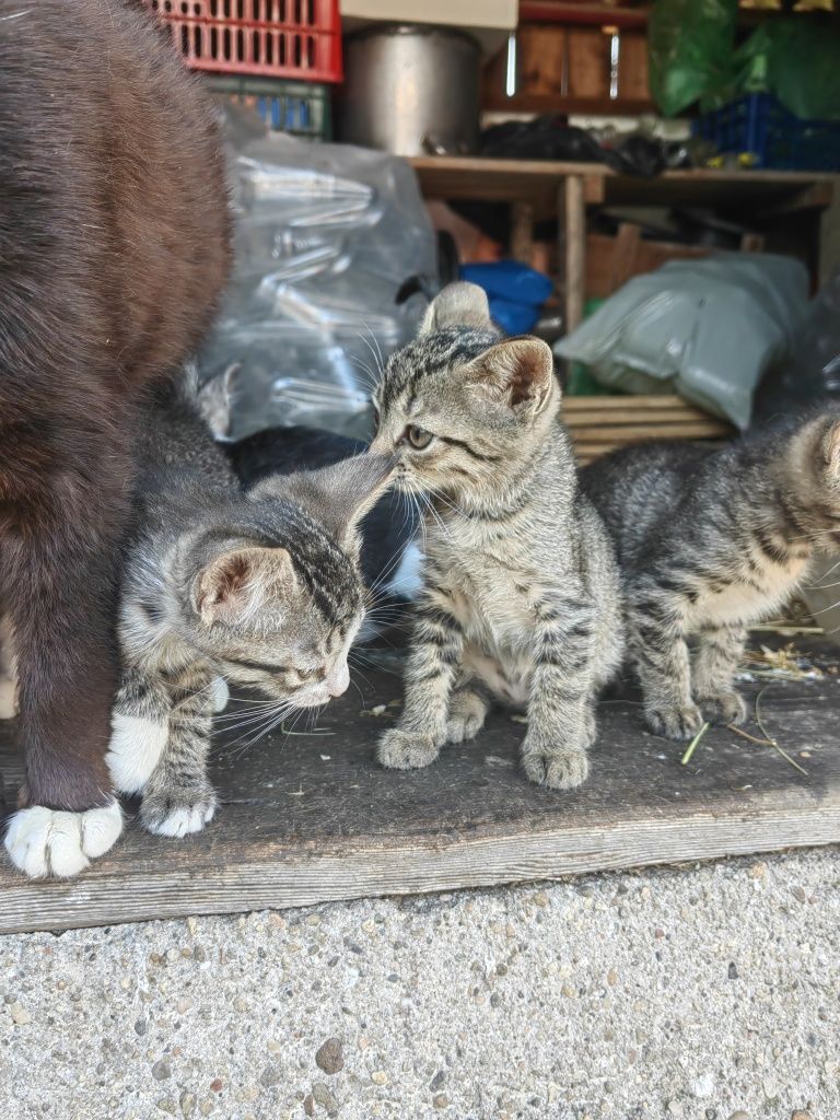 Ofer spre adopție 5 puiuți de pisica jucăuși